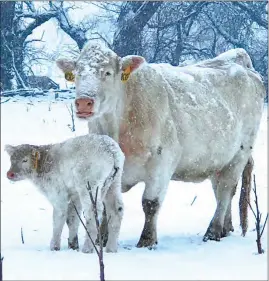  ?? Jess Taylor ?? At right, a Charolais cow and her calf stand in the cold and the snow at the Taylor ranch last week. Calves are born with little fat reserve. Cows that calve during extreme weather must be given shelter to prevent calf loss from hypothermi­a.