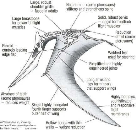  ?? IMAGE: D. UNWIN ?? A Pteranodon sp, showing some of the many adaptation­s for life in the air.