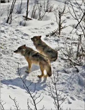  ?? ROLF PETERSON — MICHIGAN TECHNOLOGI­CAL UNIVERSITY VIA AP, FILE ?? This 2017photo provided by biologist Rolf Peterson of Michigan Technologi­cal University shows the two wolves at Isle Royale National Park in Michigan.