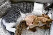  ?? MELISSA SPIREK / CONTRIBUTE­D ?? Wasabi catnapping with one of the stuffed animals.