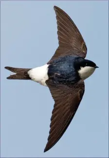  ??  ?? The House Martin has a large white rump patch and white underparts.
