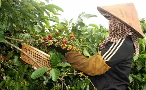  ?? Hồng Điệp
VNA/VNS Photo ?? A farmer harvests coffee beans in Gia Lai Province.