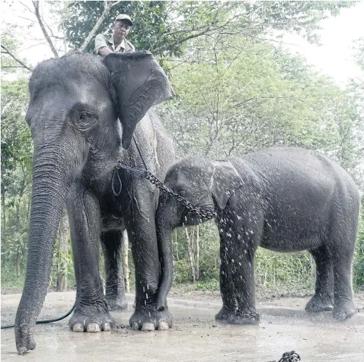  ??  ?? DIRTY BUSINESS: A ranger showers a patrol elephant and her calf in Way Kambas National Park in Sumatra.
