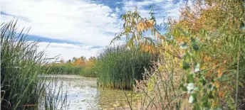  ?? JOEL ANGEL JUAREZ/THE REPUBLIC ?? Gila River Indian Community’s Managed Aquifer Recharge 5 in Sacaton on Dec. 8.