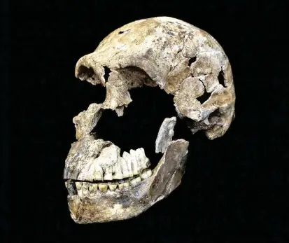  ?? FOTO ?? El cráneo casi entero de Neo, como se llamó al individuo con esqueleto muy completo. El H. naledi tenía rasgos antiguos, pero otros como el pie, moderno.