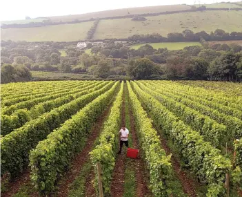  ??  ?? Sam Lindo,, chief wine maker at from the Camel Valley Vineyard in Nanstallon, at the start of this year’s harvest
