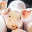  ?? FOTO: DPA ?? Ferkel in Schweinezu­chtanlage: Wer soll für ein besseres Leben von Schweinen bezahlen? Der Verbrauche­r, meint der Bauernverb­and.