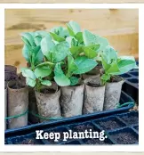  ??  ?? Keep planting.