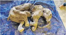  ?? YUKON GOVERNMENT VIA CP ?? The mummified woolly mammoth calf has been given the name “Nun cho ga” by Tr’ondëk Hwëch’in elders and is the best-preserved mammoth found in North America to date.