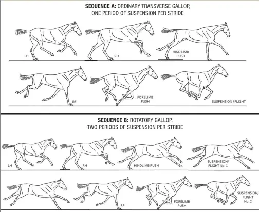  ??  ?? SEQUENCE A: ORDINARY TRANSVERSE GALLOP, ONE PERIOD OF SUSPENSION PER STRIDE SEQUENCE B: ROTATORY GALLOP, TWO PERIODS OF SUSPENSION PER STRIDE