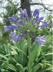  ??  ?? 03 — The vibrant purple plumes of Agapanthus praecox subsp. orientalis (African lily), a species commonly thought of as a weed in Victoria. Photo: El Grafo, CC BY-SA 3.0