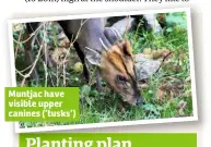  ??  ?? Muntjac have visible upper canines (’tusks’)