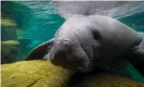  ?? ?? Florida's manatees are facing an uncertain future. Their preferred food, seagrass, has been depleted due to water pollution. Photograph: Eva Marie Uzcategui/AFP/Getty Images