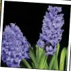  ?? ?? Hyacinth