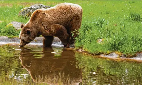  ?? Foto: P. Brandstädt­er, dpa ?? Im Bärenwald Müritz leben Braunbären, die gerettet wurden.
