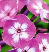  ??  ?? The fine details of colouratio­n are visible in a close-up of Phlox paniculata ‘Uspekh’, with its purple-pink veining and white centres bleeding into the petals.