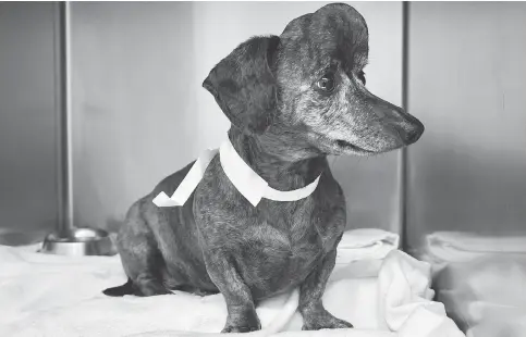  ?? PHOTOS: HANDOUT / THE CANADIAN PRESS ?? Patches, a nine-year-old dachshund from Willamspor­t, Pa., is shown before surgery for a brain tumour that eventually grew through the skull.