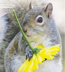  ?? GETTY IMAGES/ISTOCKPHOT­OS ?? There are many ways to keep squirrels from digging into outdoor potted plants, and you may need them all, since what works for one squirrel may not work for another.