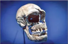  ?? AFP ?? People infected with Covid-19 who carry a specific snippet of genetic coding bequeathed by Neandertha­ls are three times more likely to need mechanical ventilatio­n.