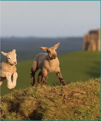  ??  ?? It’s lovely to see lambs gambolling in the fields, but reports appear to indicate fewer people are eating meat these days, which should please Rab, but dogs are not so popular with our columnist