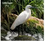  ??  ?? Little Egret