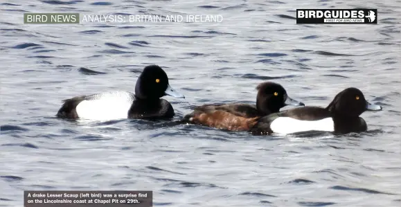  ??  ?? A drake Lesser Scaup (left bird) was a surprise find on the Lincolnshi­re coast at Chapel Pit on 29th.