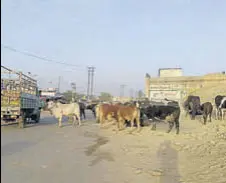  ?? HT PHOTO ?? Stray cattle roaming outside the minisecret­ariat on the LudhianaFe­rozepur highway in Moga.