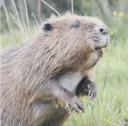  ?? NICK UPTON/ CORNWALL WILDLIFE TRUST ?? A Eurasian beaver