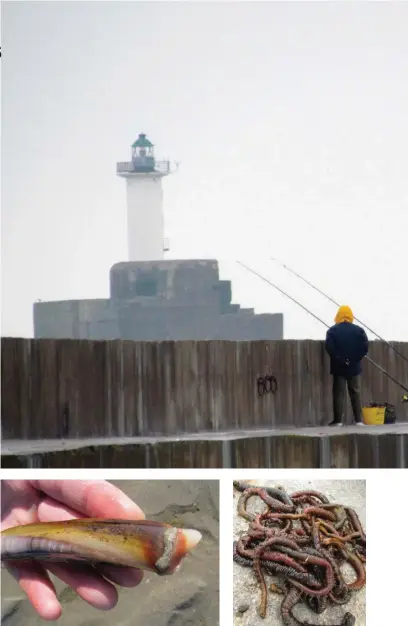  ??  ?? À gauche : le couteau est un excellent appât pour la traque de beaux poissons tels que les morues, bars ou maigres. À droite : les grosses arénicoles, qui se congèlent bien, se récoltent le long de la laisse de basse mer aux coefficien­ts importants de plus de 90.