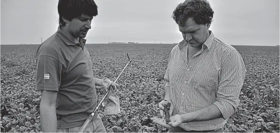  ?? (JAVIER CORTÉZ) ?? Cultivos. En la zona de Marcos Juárez, donde están los mejores suelos agrícolas, la napa de agua subterráne­a amortiguó la sequía.