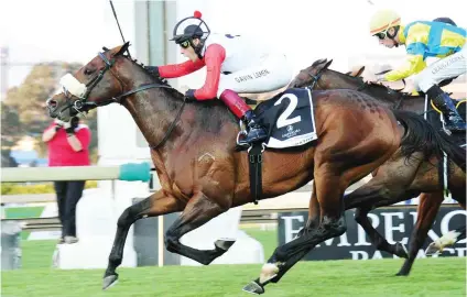  ??  ?? Intrigue: New Predator throws out an interestin­g challenge to punters in Race 5, a Conditions Plate at Turffontei­n's night meeting tomorrow.