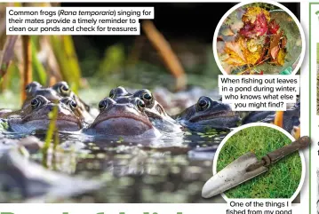  ?? ?? Common frogs (Rana temporaria) singing for their mates provide a timely reminder to clean our ponds and check for treasures
When fishing out leaves in a pond during winter, who knows what else you might find?
One of the things I fished from my pond was a long-lost trowel