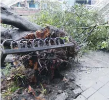  ??  ?? A fallen tree is seen on a street in Taipei after Taiwan braced for super Typhoon Maria on Wednesday.