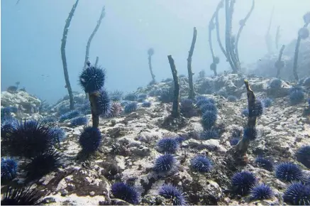  ?? — AP ?? Purple kelp eater: A destroyed kelp forest filled with an explosion of purple sea urchins is seen off the Oregon coast near Port Orford, Oregon in this 2008 file photo.