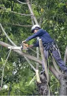  ?? SERGIO CERVANTES Derrumban árboles del Zócalo. ??