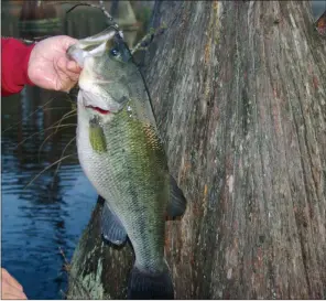  ??  ?? A spinnerbai­t run past the base of this cypress was irresistib­le to one nice bass.