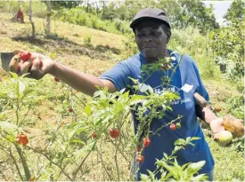  ?? ?? With a tomato and Irish potato in one hand, Merlyn McAnuff uses the other to pick some hot peppers.