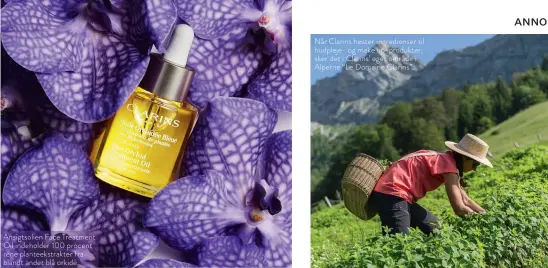  ?? ?? Ansigtsoli­en Face Treatment Oil indeholder 100 procent rene planteekst­rakter fra blandt andet blå orkidé.
Når Clarins høster ingrediens­er til hudpleje- og make up-produkter, sker det i Clarins’ eget område i Alperne “Le Domaine Clarins”.