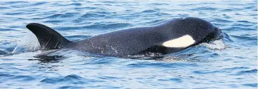  ?? — PNG FILES ?? A veterinari­an specializi­ng in marine wildlife says J50 ‘is a very sick whale.’