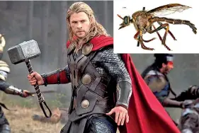  ??  ?? Thor’s Fly, Daptoleste­s bronteflav­us