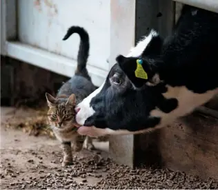  ??  ?? A farm cat, also known as a barn cat, stalking among the bales. Sometimes, strays move into outbuildin­gs where there is prey (top). A farmyard feline gets a friendly
lick from a cow in a cattle shed (right).