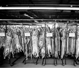 ??  ?? Racks of bobcat furs hang at the North Bay auction house. A skating-rink-sized cold room has rack after rack of pelts.
