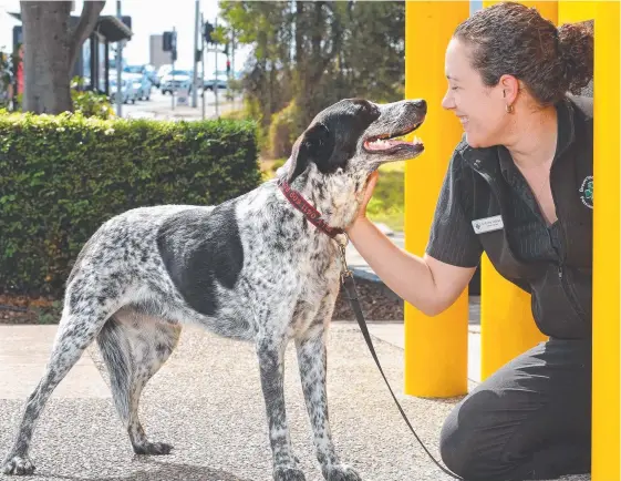  ?? Picture: JOHN GASS ?? Dr Emma Colbran and cattle dog cross Billy at Greencross Vets in Kedron. The company posted a net profit of $42 million.