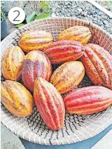  ?? SUPPLIED Picture: ?? 2
Raw cacao natures real chocolate source.
