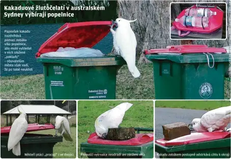  ?? ?? Papoušek kakadu nazdvihává pomocí zobáku víko popelnice, aby mohl vyhledat v nich uložené „poklady“– obyvatelům města však vadí, že po sobě neuklidí
Někteří ptáci „pracují“i ve dvojici
Papouščí vytrvalce neodradí ani zátížení víka
Kakadu zobákem postupně odstrkává cihlu k okraji