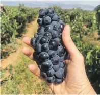  ??  ?? Monticello in Spain’s Rioja region has “a true passion for the land.”