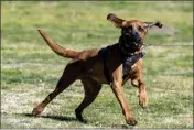  ?? HANS GUTKNECHT — STAFF PHOTOGRAPH­ER ?? Claremont K9police Officer Matt Morales' dog, Drew, takes part in a mulitday exercise at the Balboa Sports Complex in Encino on Tuesday.