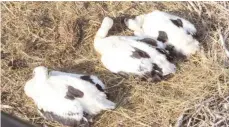  ??  ?? Die Jungvögel bringen zwischen 2100 und 2500 Gramm auf die Waage und sind wohlauf.