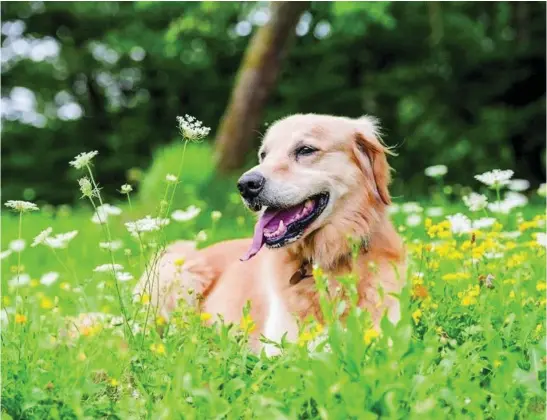  ?? LA RAZÓN ?? Ante la picadura de orugas procesiona­rias hay que llevar al perro al veterinari­o inmediatam­ente