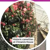  ??  ?? Historic camellias at Chiswick House